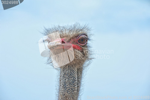 Image of ostrich