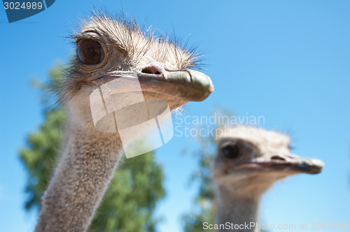 Image of ostrich