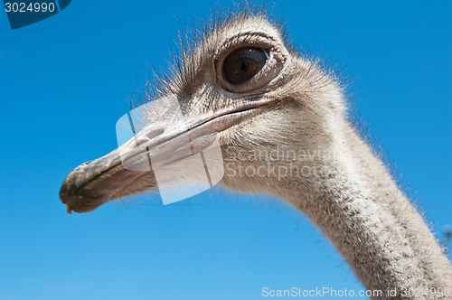 Image of ostrich