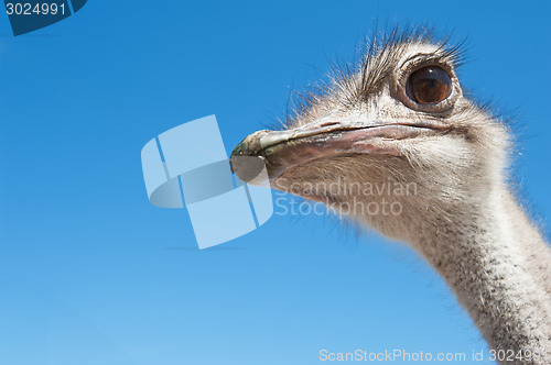 Image of ostrich