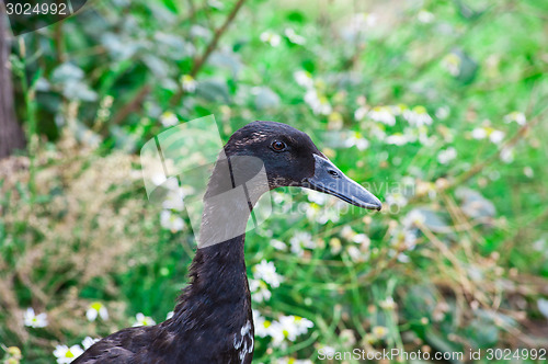 Image of black duck