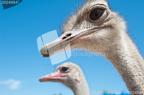 Image of ostrich