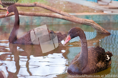 Image of black swan