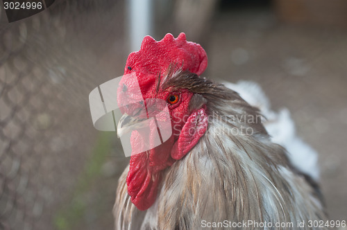 Image of Rooster cock