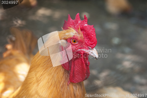 Image of Rooster cock