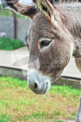 Image of Donkey