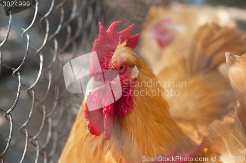 Image of Rooster cock