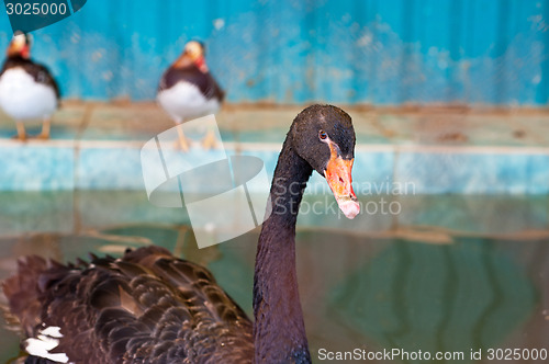 Image of black swan