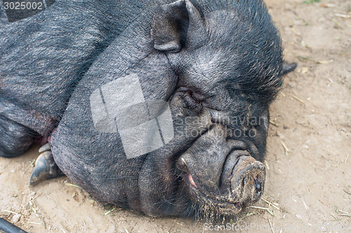 Image of black pig