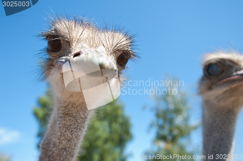 Image of ostrich