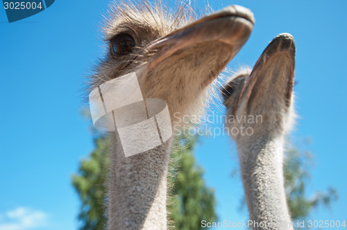 Image of ostrich