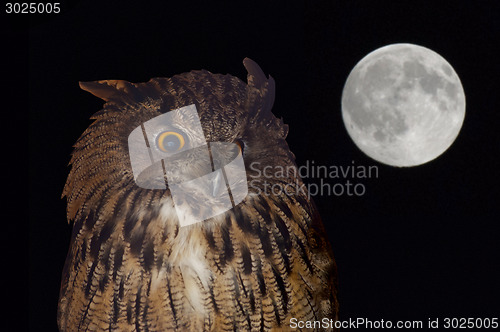 Image of eagle owl