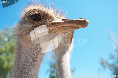 Image of ostrich