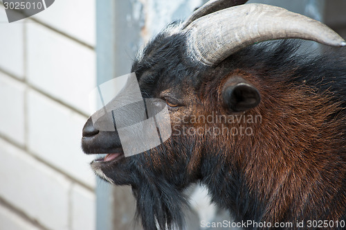 Image of Sheep ram