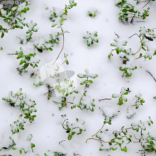 Image of Snow-covered bushes cowberry