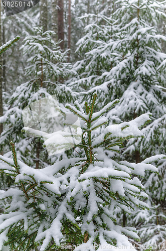 Image of Spruce covered with snow in winter forest