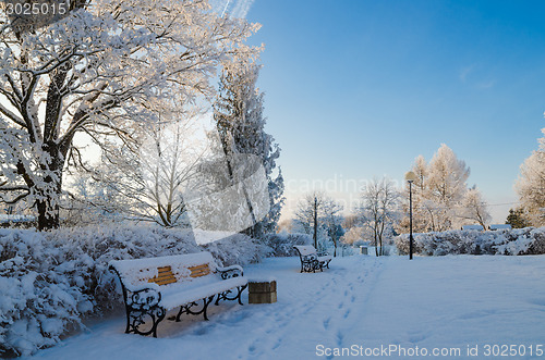 Image of A beautiful city park with trees covered with hoarfrost