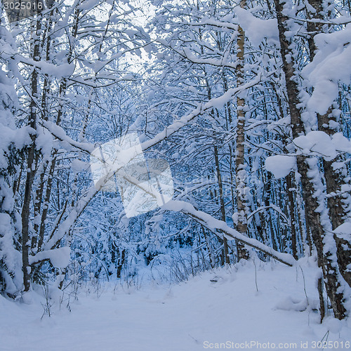 Image of Trees covered with snow in winter forest. Viitna, Estonia. 