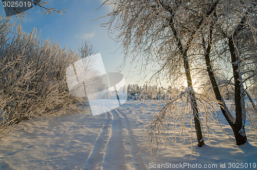 Image of trees covered with hoarfrost against the blue sky