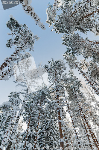 Image of Winter snow covered treetops against the blue sky. Viitna, Eston