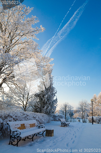 Image of A beautiful city park with trees covered with hoarfrost