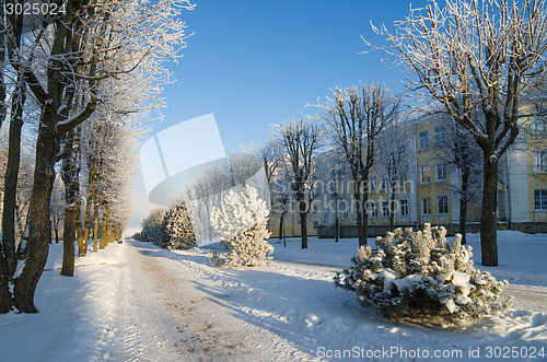 Image of A beautiful city park with trees covered with hoarfrost