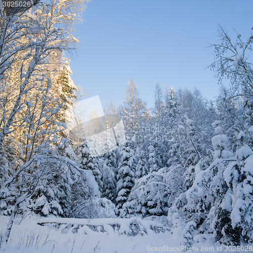 Image of Trees covered with snow in winter forest. Viitna, Estonia. 