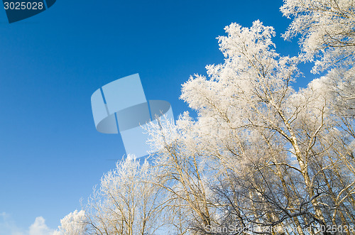Image of The tops of trees covered with hoarfrost against the blue sky