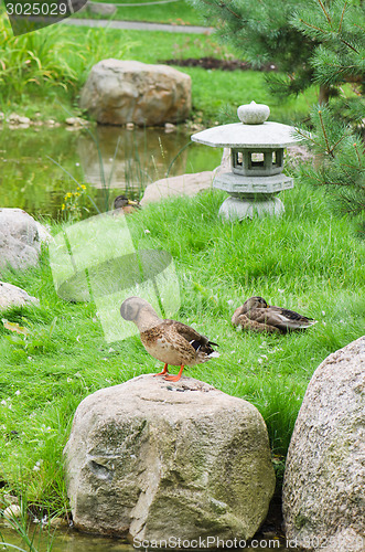 Image of Ducks at a pond in the Japanese style