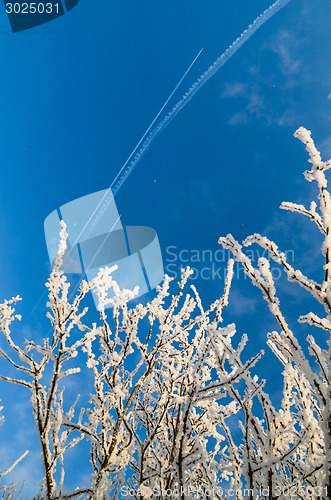 Image of The tops of trees covered with hoarfrost against the blue sky