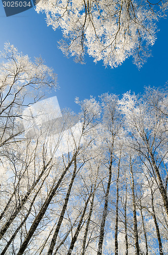 Image of The tops of trees covered with hoarfrost against the blue sky