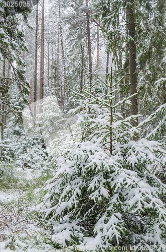 Image of Spruce covered with snow in winter forest