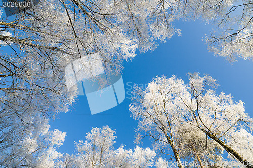 Image of The tops of trees covered with hoarfrost against the blue sky