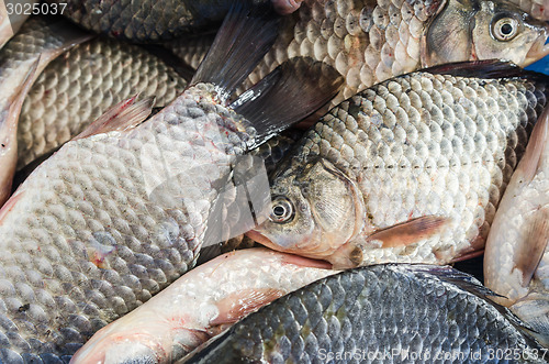 Image of Bream close-up  