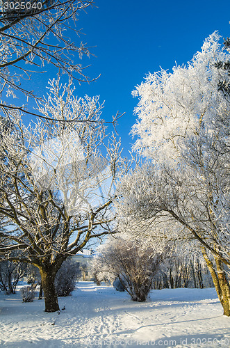 Image of A beautiful city park with trees covered with hoarfrost