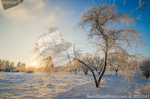 Image of trees covered with hoarfrost against the blue sky