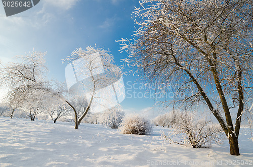 Image of trees covered with hoarfrost against the blue sky