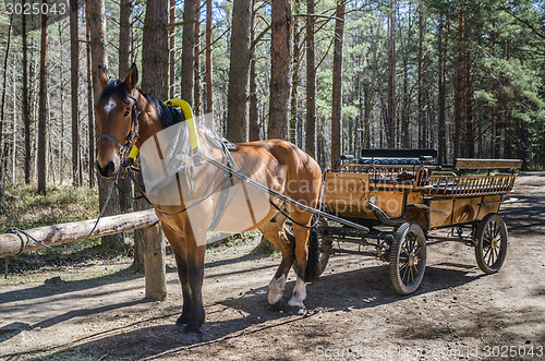 Image of Horse-drawn carriage in close up