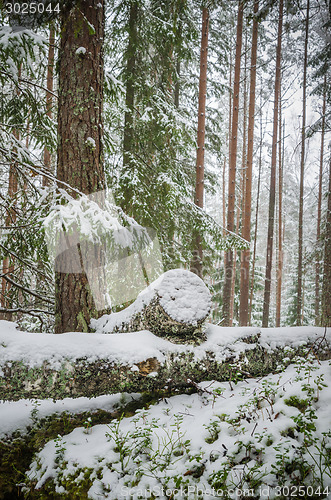 Image of Sawn timber in the snowy winter forest