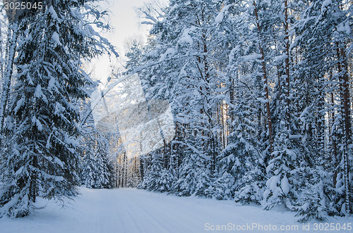 Image of Spruce covered with snow in winter forest.  Viitna, Estonia. 