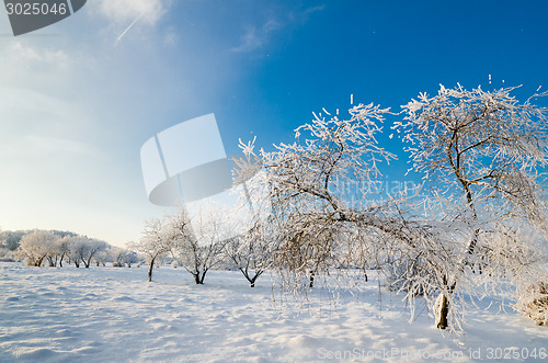 Image of trees covered with hoarfrost against the blue sky