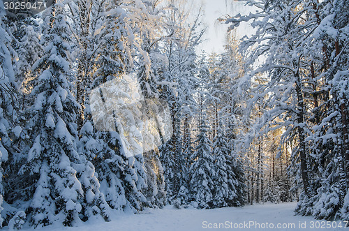 Image of Spruce covered with snow in winter forest. Viitna, Estonia. 