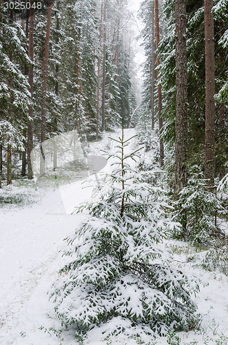 Image of Spruce covered with snow in winter forest