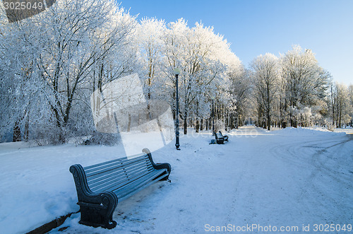 Image of A beautiful city park with trees covered with hoarfrost