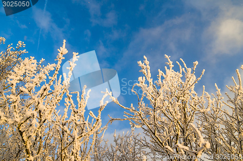 Image of The tops of trees covered with hoarfrost against the blue sky