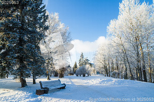 Image of A beautiful city park with trees covered with hoarfrost