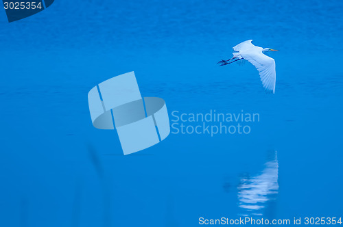 Image of white egret flying over blue water