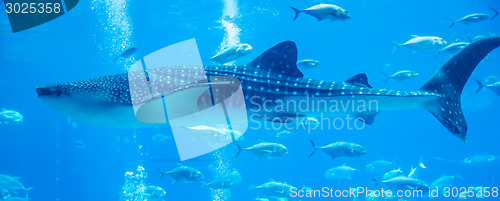 Image of whale shark underwater in aquarium