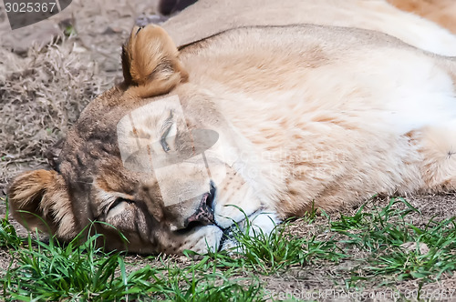 Image of sleeping lioness on a lawn at the zoo