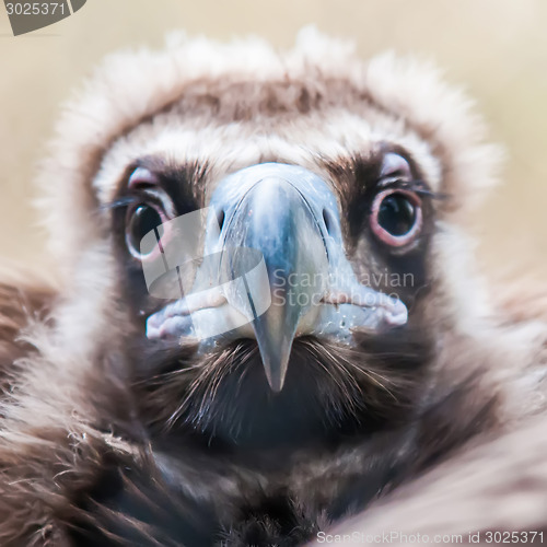 Image of Face portrait of a Cinereous Vulture (Aegypius monachus) is also